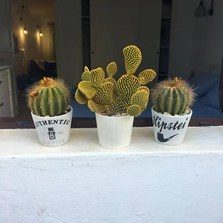 아파트 Cactus