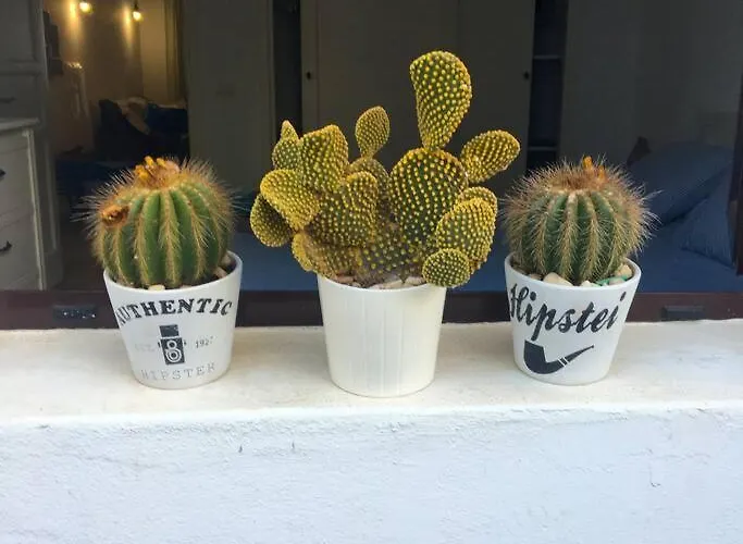 דירה Cactus